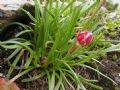 Armeria alpina
